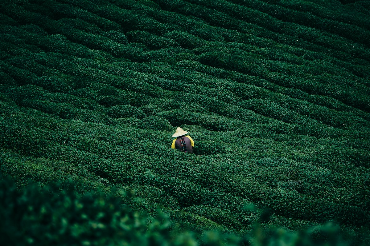 Jasmine Green Tea Blend